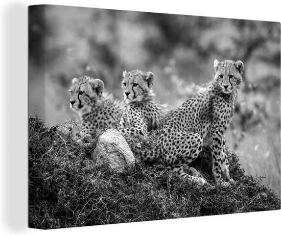 Canvas Schilderij Close-up luipaarden tegen vervaagde achtergrond - zwart wit - 120x80 cm - Wanddecoratie