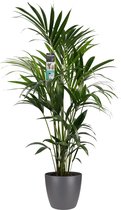 Decorum Kentia - Palm - Kamerplant - Met Elho® Brussels Bloempot Antraciet