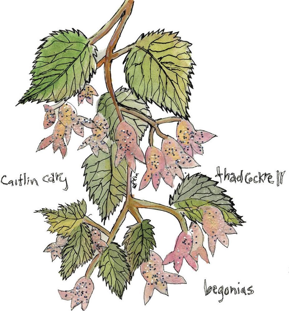 Begonias