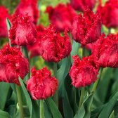 10x Gefranjerde tulpen - Tulipa 'Barbados' - Rood - Bloembollen tulpen - 10 bollen - Ø11cm
