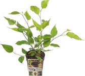 Moerbei | Morus 'Mojo Berrie' - Buitenplant in pot ⌀13 cm - ↕15-20 cm