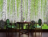 Forest and Woods Photo Wallcovering
