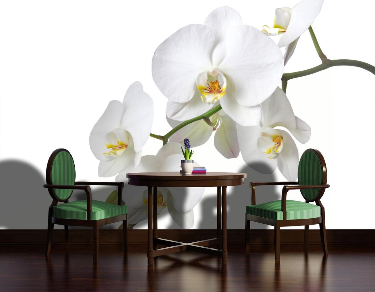 Fotobehang - Vlies Behang - Witte Orchidee - 152,5 x 104 cm