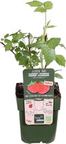 2x Rubus 'Autumn First' -  Rode Framboosstruik - Biologisch - Set van 2 - ↑ 30-60cm - Ø 12cm2