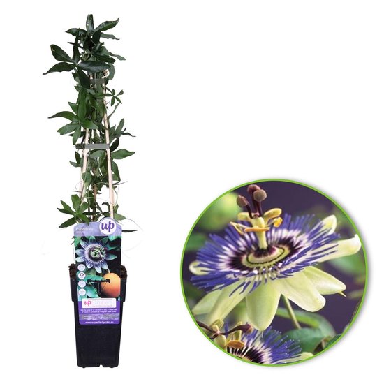 Passiflora Caerulea – Passiflore Bleue Grimpante 50-60 Cm En Pot – Fleurs Étoilées Bleues & Fruits Comestibles