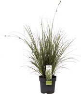 Carex 'Brunnea Variegata' - Zegge groen - Set van 2 - ↑ 30-40cm - Ø 14cm