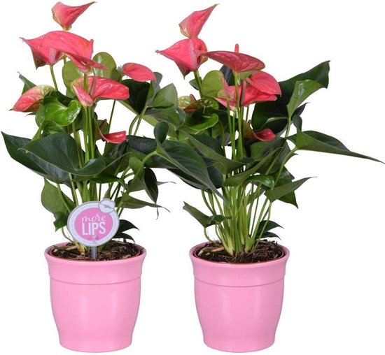 MoreLIPS® - 2 Flamingoplanten roze - luchtzuiverende kamerplanten - in roze  keramiek... | bol.com