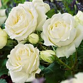 Rosa Floribunda 'Kristall' - Trosroos wit - ↑ 20-45cm - Ø 22cm