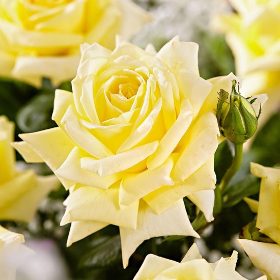 Rosa 'Sunsilk' - Grootbloemige roos geel - ↑ 20-45cm - Ø 22cm | bol.com
