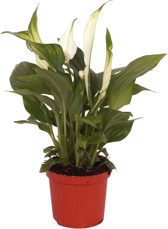 Spathiphyllum 'Pearl Cupido' - Lepelplant - ↑ 60-70cm - Ø 17cm