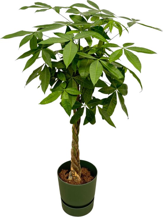 Plantenboetiek.nl | Pachira Aquatica inclusief elho Greenville Round groen - Ø30cm - 150-160cm hoog - Kamerplant - Complete set - Plant met pot