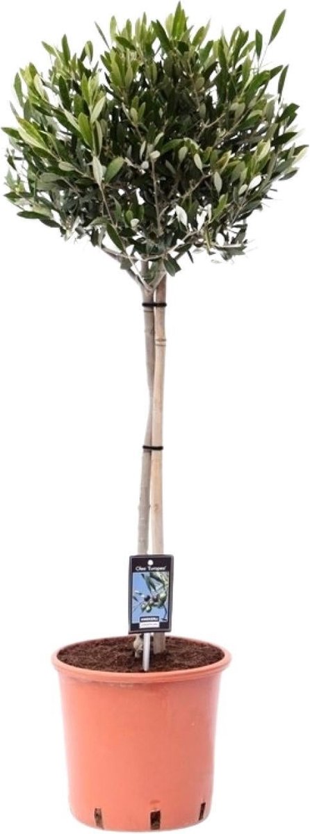 Green Harmony - Olea Olijf - Ø22cm - 100cm