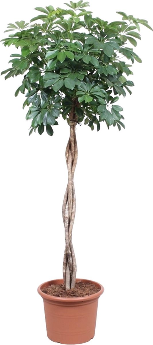 Green Harmony - Schefflera Arboricola Compacta gevlochten stam - 190 cm - ø40