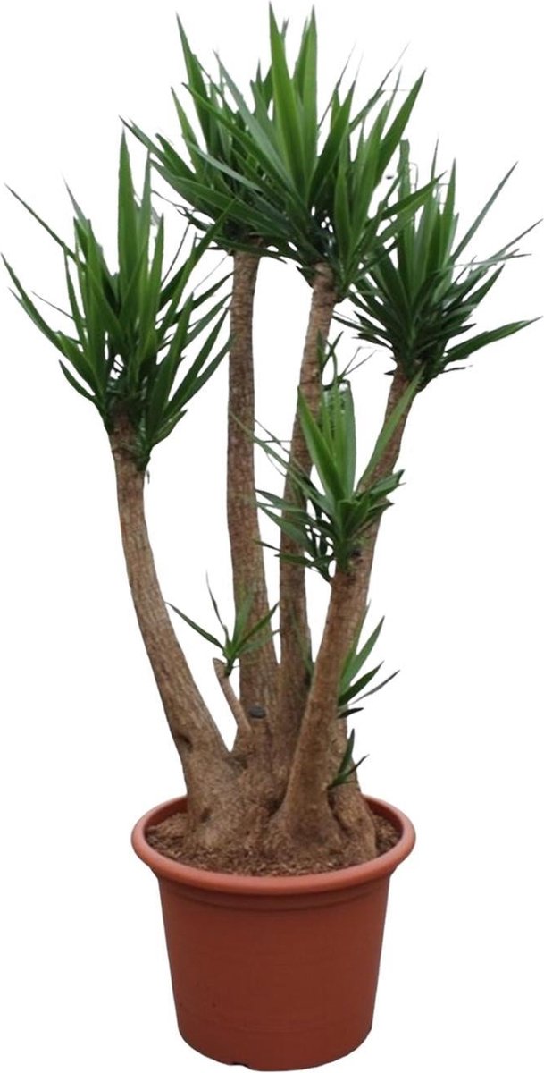 Green Harmony - Yucca Elephantipes vertakt - 230 cm - ø60