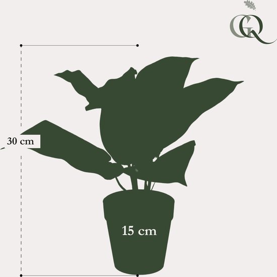 Scindapsus Aureum Metallic Couple Ice Blue - kunstplant eenvoudig en snel bestellen? De mooiste