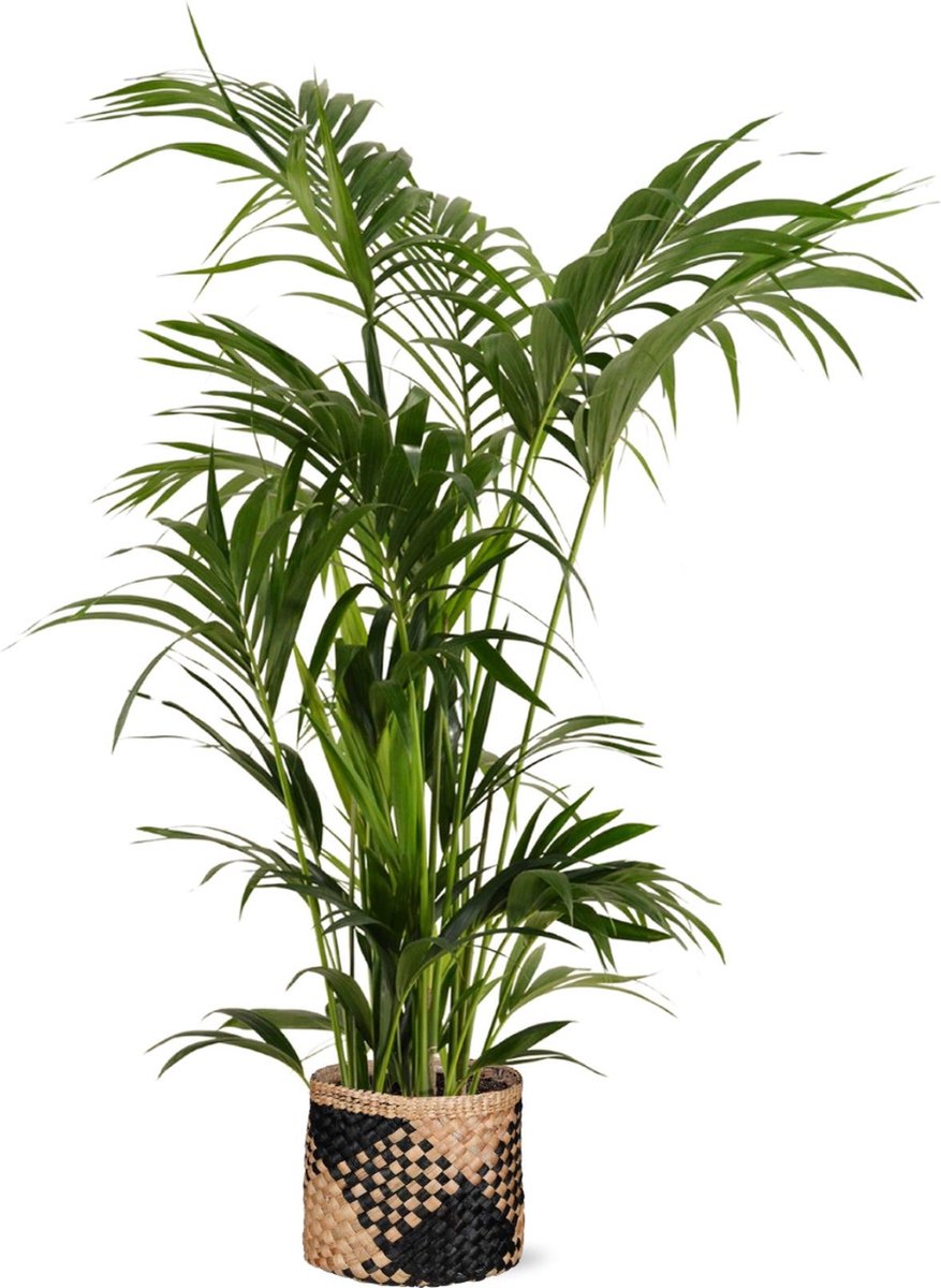 Kentia Palm Ø27cm 160cm in Albury BLACK print mand