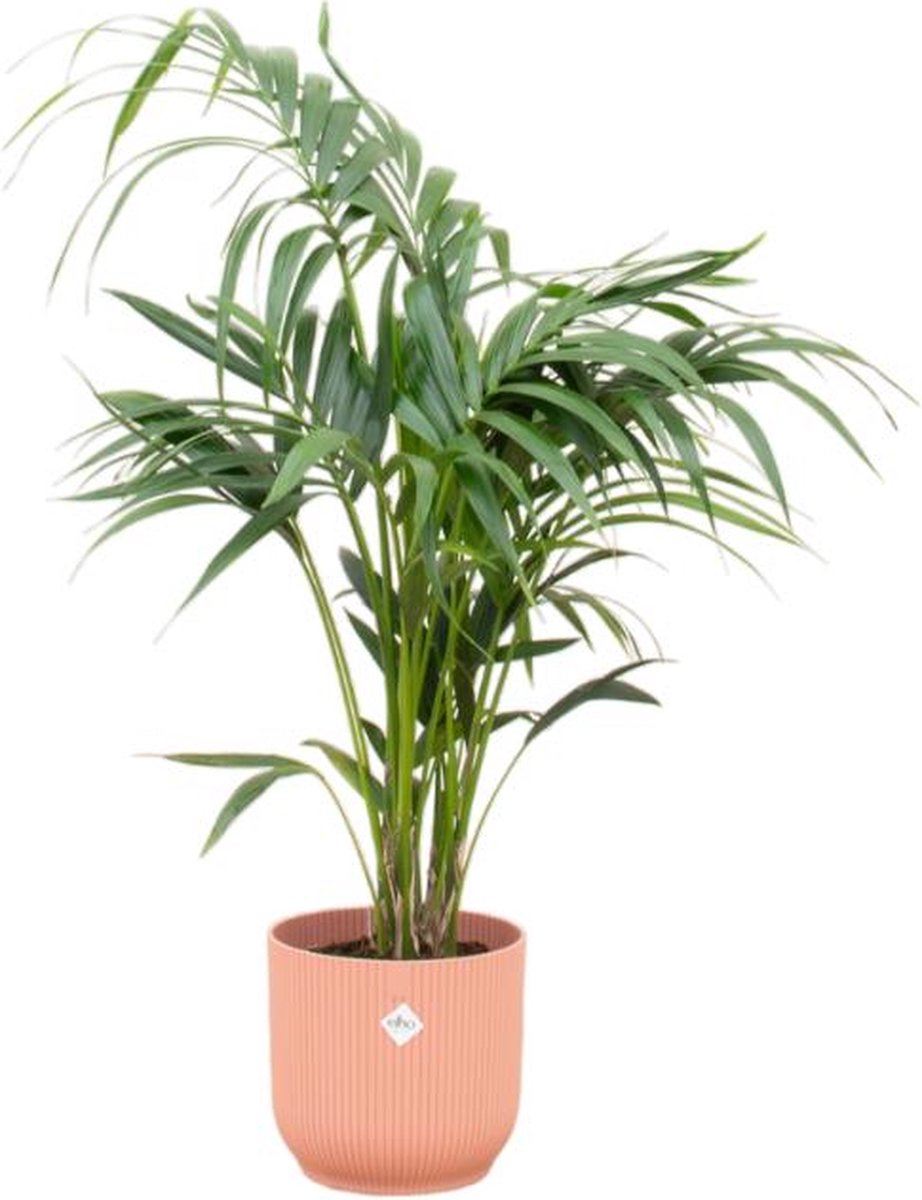 Combi deal - Kentia palm inclusief elho Vibes Fold Round roze Ø25 - 130 cm