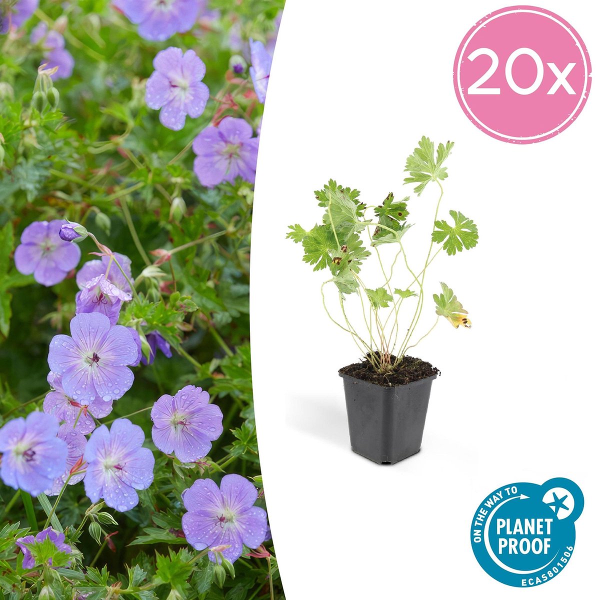 Geranium Rozanne - 25cm - Ø9cm - 20x