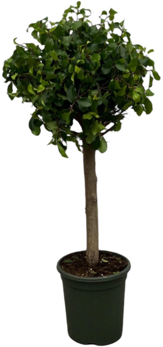 Ficus Nitida (Moclame) stam - 120 cm - Ø33cm