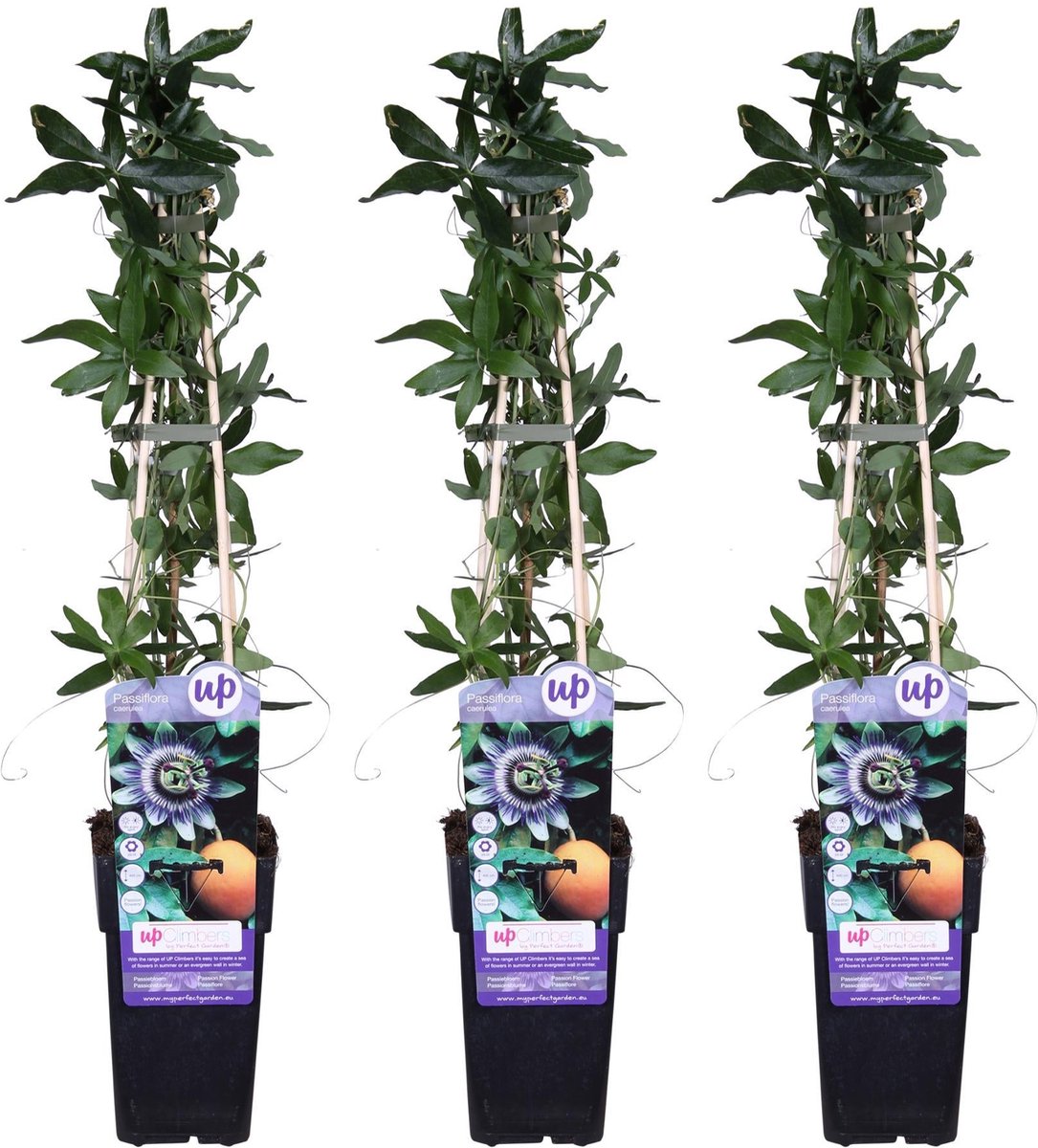 3x - Passiflora caerulea - ↨65cm - Ø15