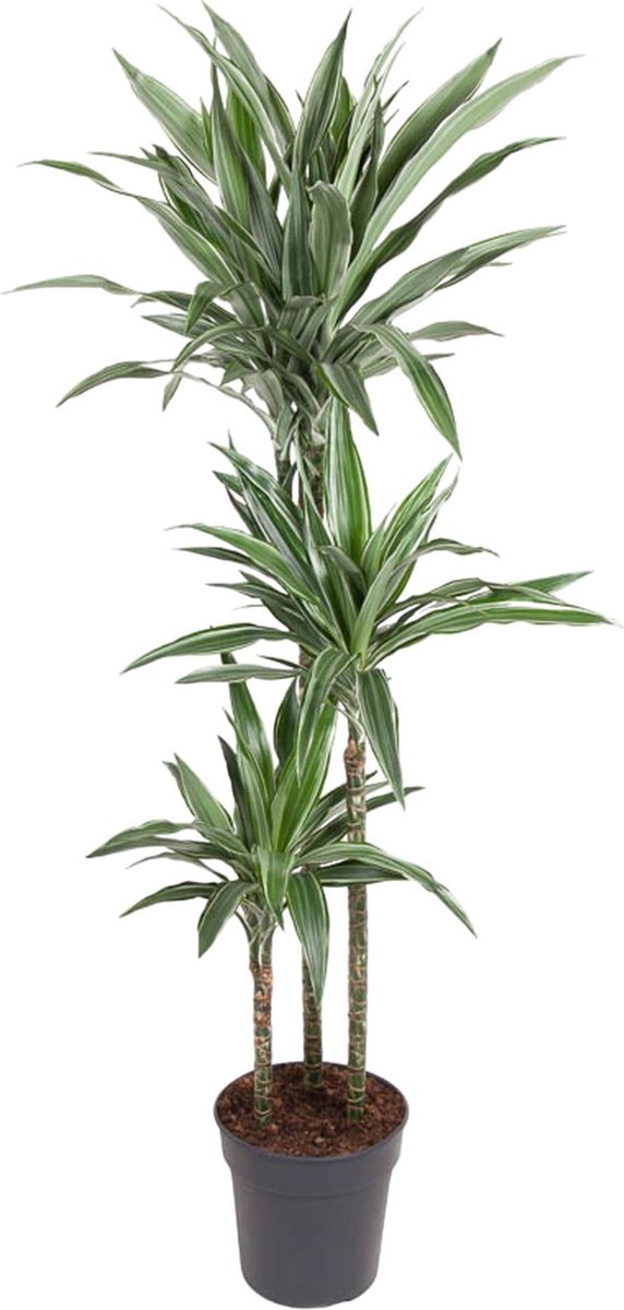 Dracaena Warneckei - 140 cm - ø27