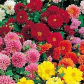MRS Seeds & Mixtures Dahlia ‘Rigoletto’ - Dahlia variabillis – groeihoogte: 30-50 cm- kan gebruikt worden als snij- en borderbloem – kan gebruikt worden als borderplant – prachtige kleuren