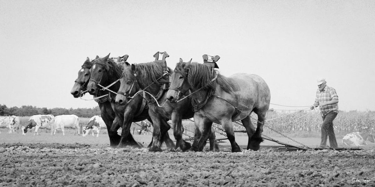 Trekpaarden TW15 - Foto - Ton van der Weerden - Fine Art Print op fotokwaliteit papier - 70 x 100 cm