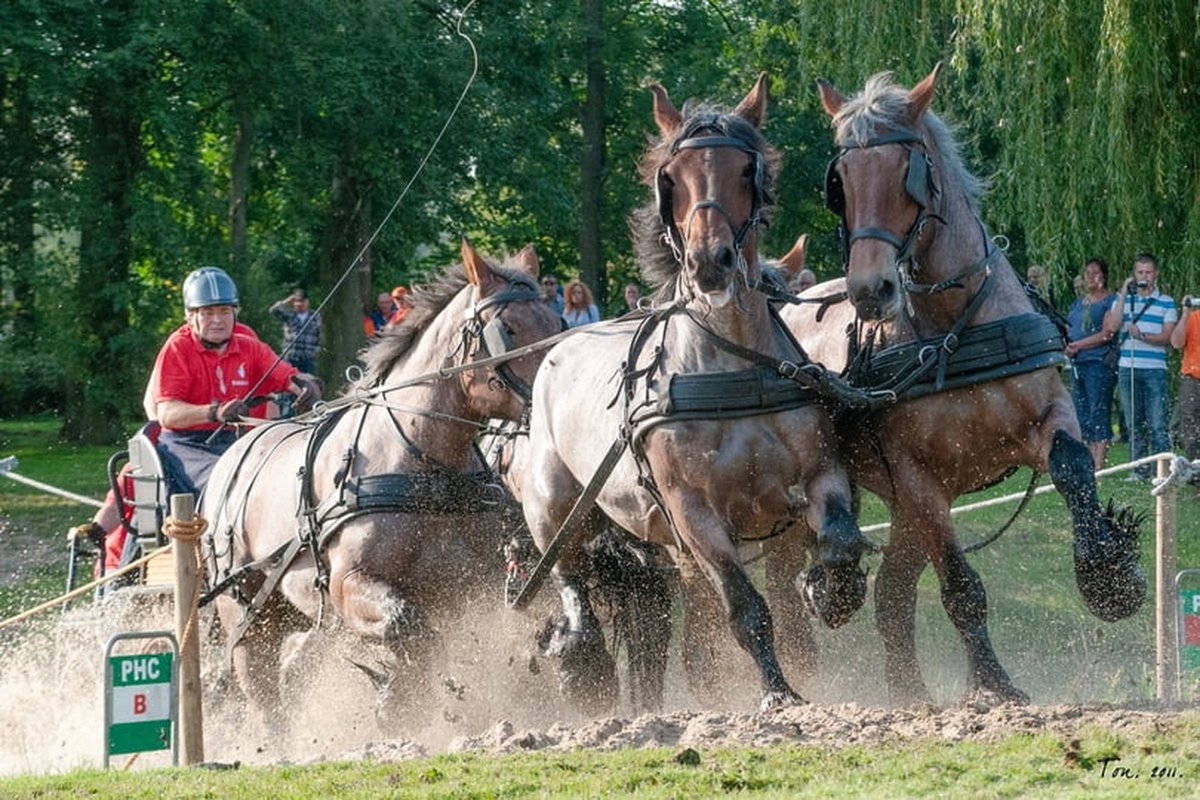 Trekpaarden TW26 - Poster - Ton van der Weerden - 50 x 70 cm