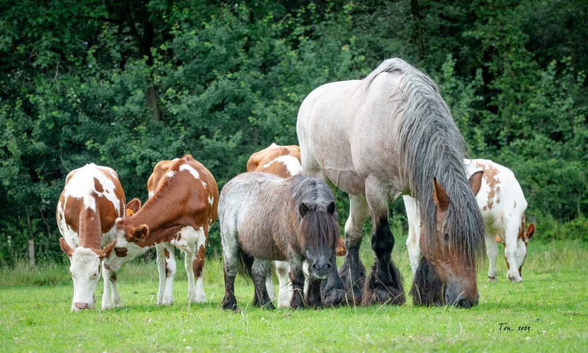Trekpaarden TW16 - Foto - Ton van der Weerden - Fine Art Print op fotokwaliteit papier - 40 x 50 cm