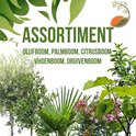 Assortiment van bomen met tekst: Olijfboom, Palmboom, Citrusboom, Vijgenboom, Druivenboom.