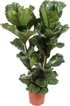 Ficus Lyrata 110 cm