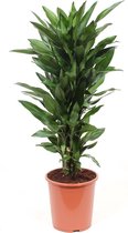 Dracaena Janet Lind