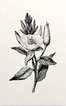 Teunisbloem zwart-wit (Evening Primrose) - Foto op Forex - 80 x 120 cm