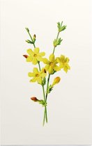 Kamerjasmijn (Winter Jasmine White) - Foto op Forex - 80 x 120 cm