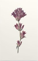 Kluwenklokje (Clustered Bellflower) - Foto op Forex - 30 x 45 cm