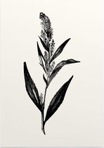 Peperkers zwart-wit (Broad-Leaved Pepperwort) - Foto op Posterpapier - 29.7 x 42 cm (A3)
