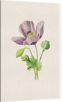 Slaapbol (Opium Poppy) - Foto op Canvas - 100 x 150 cm