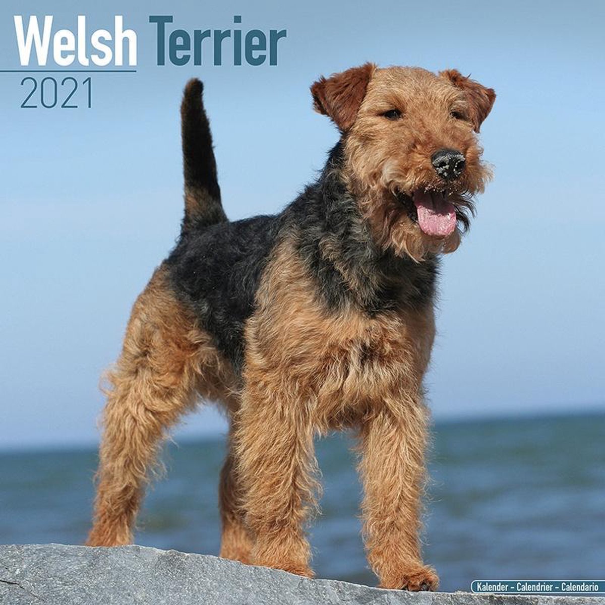 Welsh Terrier 2021 Wall Calendar