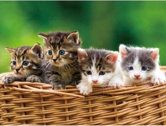 periodieke pack Speciaal Set van 2x stuks placemats katten/kittens/katjes/poezen print 3D effect 30  x 40 cm | bol.com