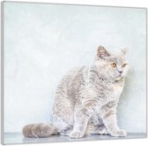 Acrylglas  –Witte Kat voor Witte Muur-100x100 (Met ophang)
