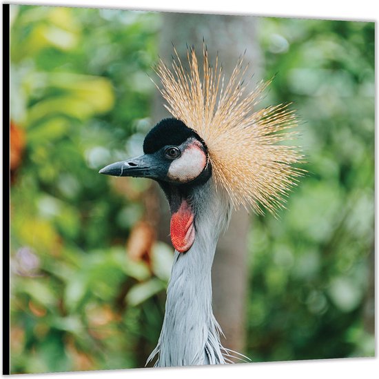 Dibond –Vogel met Gele Kuif – 50x50 Foto op Aluminium (Met ophangl)