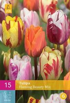 Tulipa Flaming Beauty mix - tweekleurige tulp - set van 15 stuks
