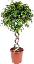 Ficus Exotica 130 cm