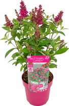 Bloomique - Buddleja Butterfly Little Ruby - Vlinderstruik - Tuinplanten - Winterhard - 30-40 cm Hoog - Pot 19 cm