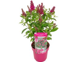 Bloomique - Buddleja Butterfly Little Ruby - Vlinderstruik - Tuinplanten - Winterhard - Hoogte 30-40 cm - Pot 19 cm