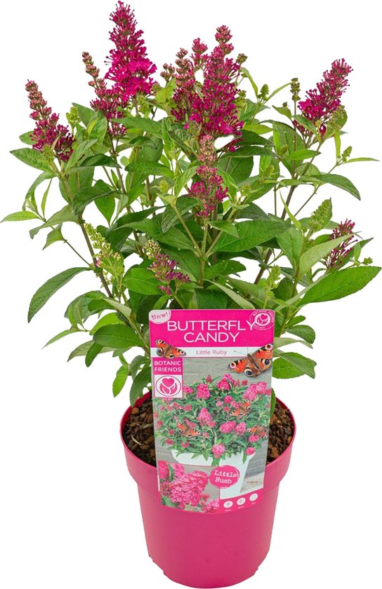 Bloomique - Buddleja Butterfly Little Ruby - Vlinderstruik - Tuinplanten - Winterhard - Hoogte 30-40 cm - Pot 19 cm