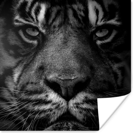 Poster Jungle - Tigre - Animaux sauvages - Zwart - Wit - 50x50 cm