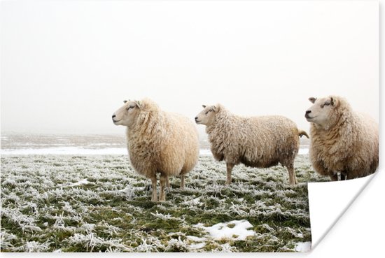 Drie schapen in de winter Poster 150x75 cm - Foto print op Poster (wanddecoratie)