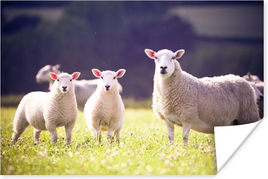 Poster Mère aux agneaux dans le pré 90x60 cm - Tirage photo sur Poster (décoration murale salon / chambre) / Poster Animaux