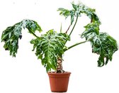 Groene plant – Philodendron (Philodendron selloum) – Hoogte: 140 cm – van Botanicly